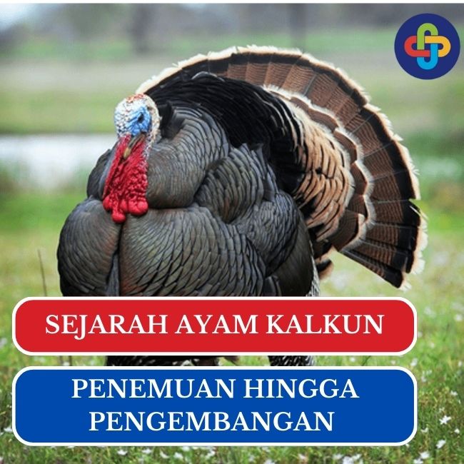 Ayam Kalkun: Sejarah